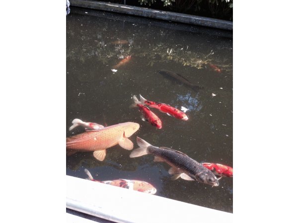 foto nr. 2 van deze Koi Overige , 