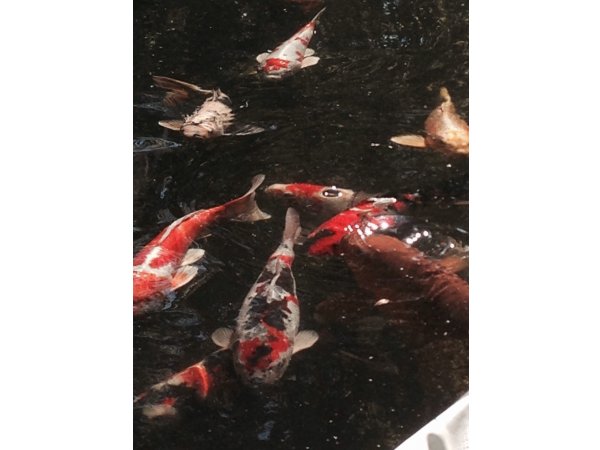 foto nr. 3 van deze Koi Overige , 