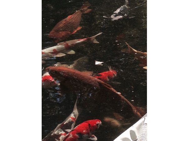 foto nr. 4 van deze Koi Overige , 