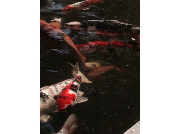 foto nr. 1 van deze Koi Overige , 