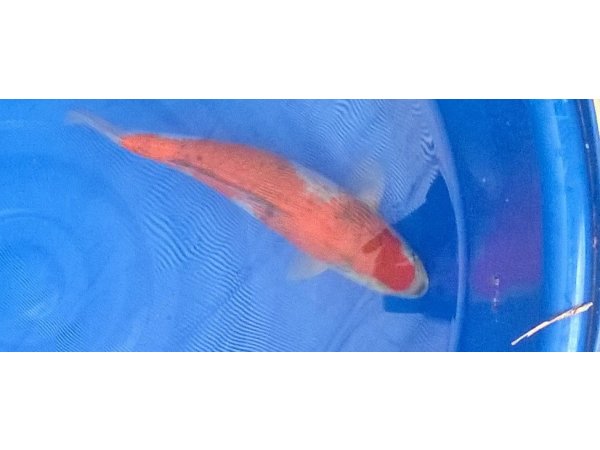 foto nr. 3 van deze Koi Goshiki , 