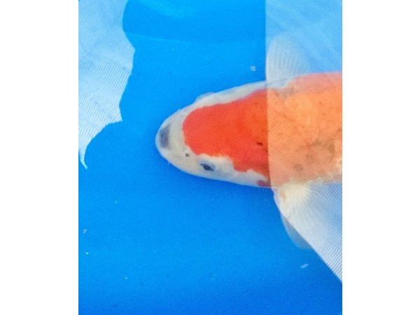 foto nr. 1 van deze Koi Goshiki , 