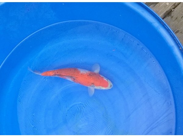 foto nr. 2 van deze Koi Goshiki , 