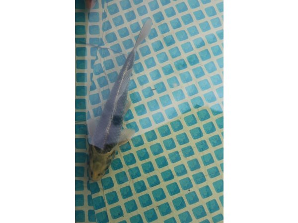 foto nr. 1 van deze Koi Overige , 