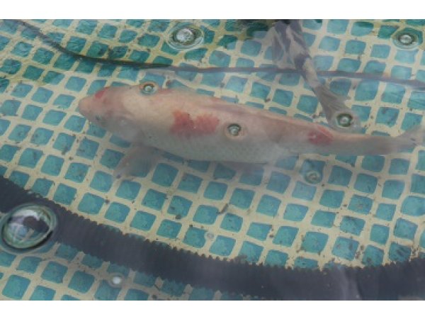 foto nr. 1 van deze Koi Overige , 