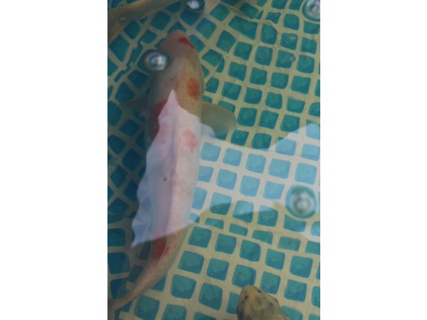 foto nr. 2 van deze Koi Overige , 