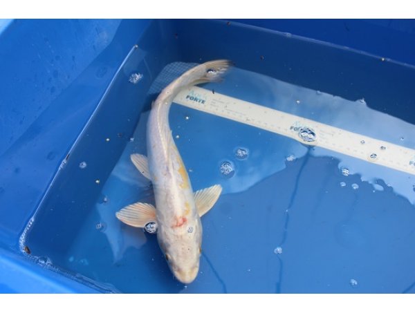 foto nr. 1 van deze Koi Overige , 