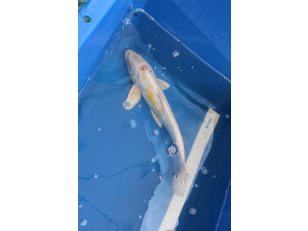 foto nr. 2 van deze Koi Overige , 