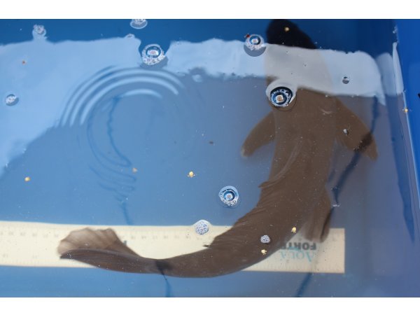 foto nr. 1 van deze Koi Overige , 