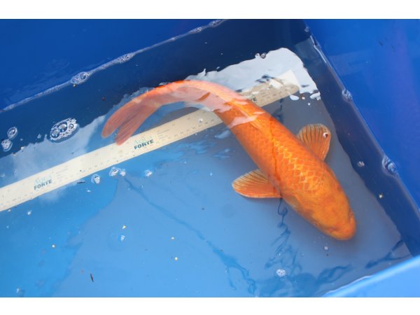 foto nr. 2 van deze Koi Overige , 