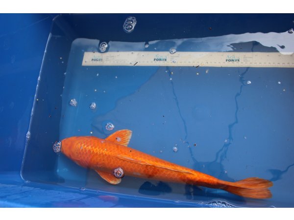 foto nr. 1 van deze Koi Overige , 