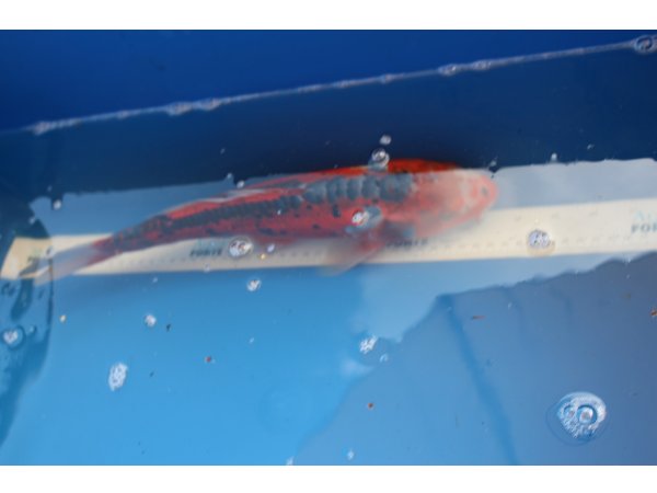 foto nr. 1 van deze Koi Overige , 