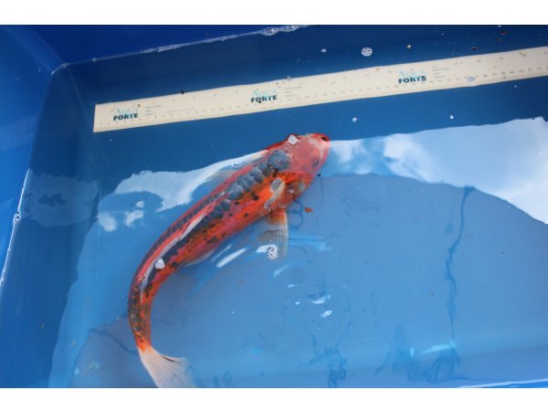 foto nr. 2 van deze Koi Overige , 