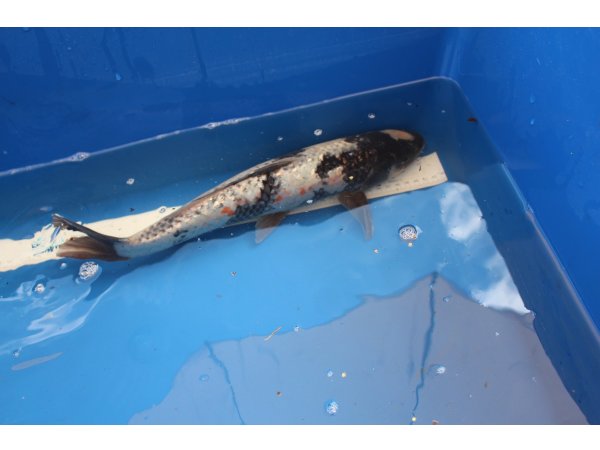 foto nr. 1 van deze Koi Overige , 