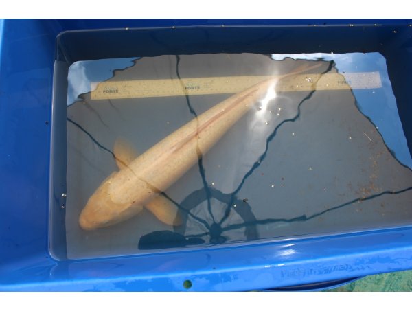 foto nr. 1 van deze Koi Overige , 