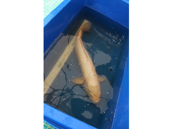 foto nr. 2 van deze Koi Overige , 