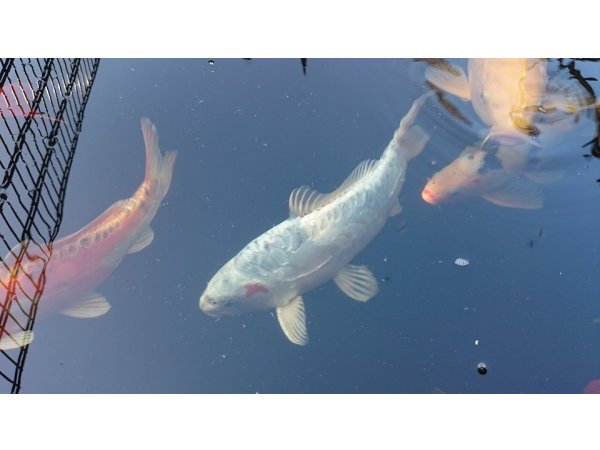 foto nr. 4 van deze Koi Overige , 