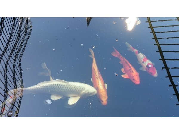 foto nr. 3 van deze Koi Overige , 