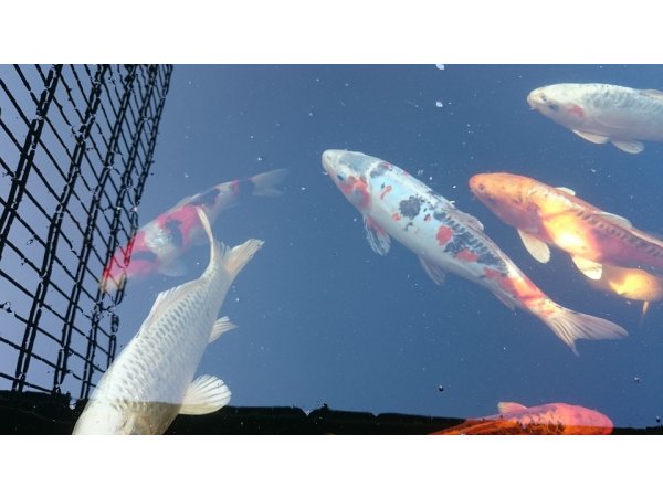 foto nr. 1 van deze Koi Overige , 