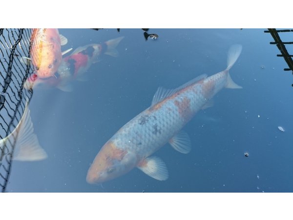 foto nr. 5 van deze Koi Overige , 