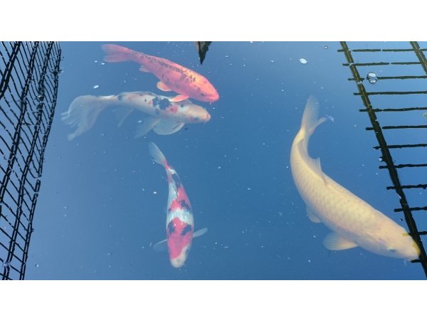 foto nr. 2 van deze Koi Overige , 