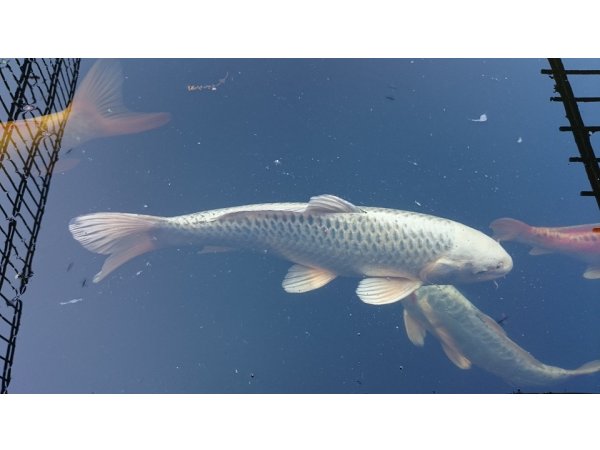 foto nr. 6 van deze Koi Overige , 