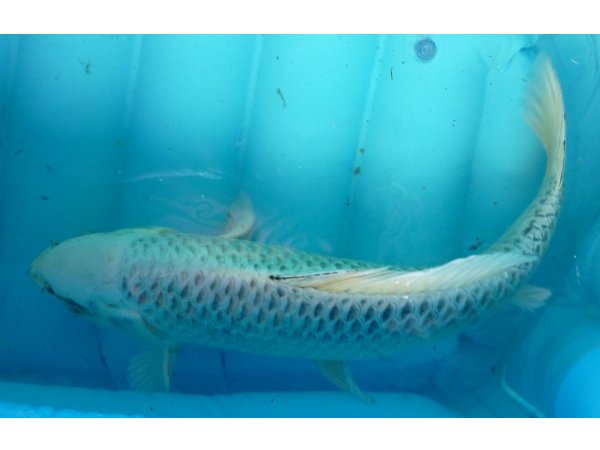 foto nr. 1 van deze Koi Shiro Matsuba , 