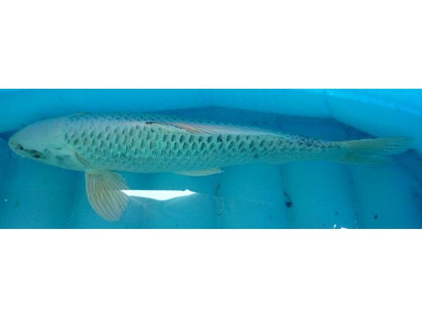 foto nr. 3 van deze Koi Shiro Matsuba , 