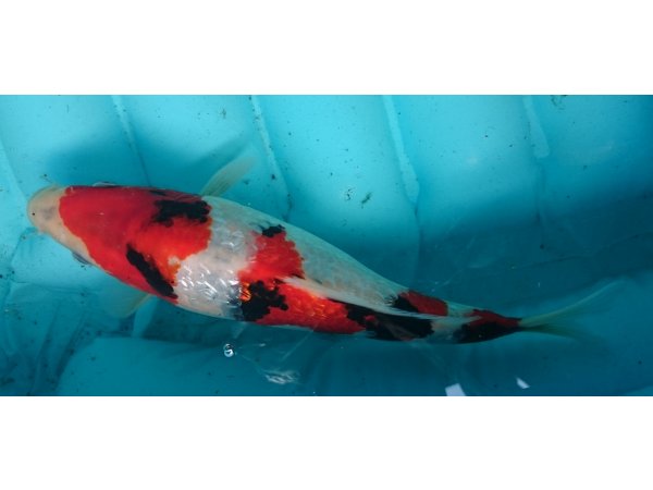 foto nr. 5 van deze Koi Ginrin Showa , 