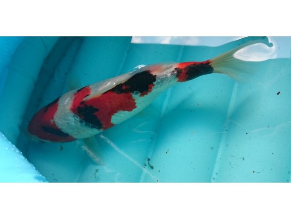 foto nr. 2 van deze Koi Ginrin Showa , 