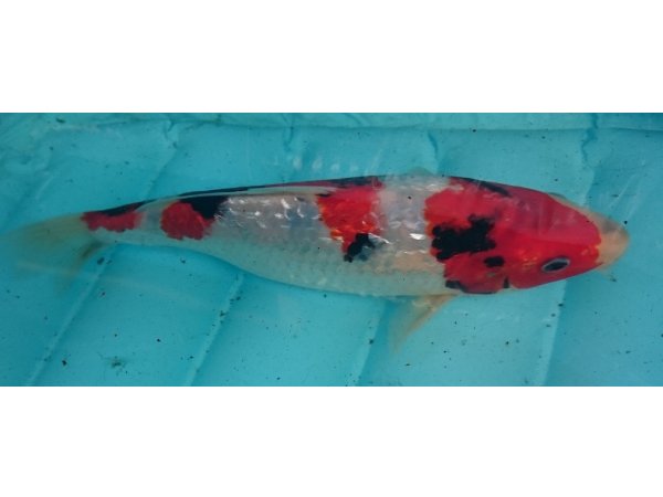 foto nr. 3 van deze Koi Ginrin Showa , 