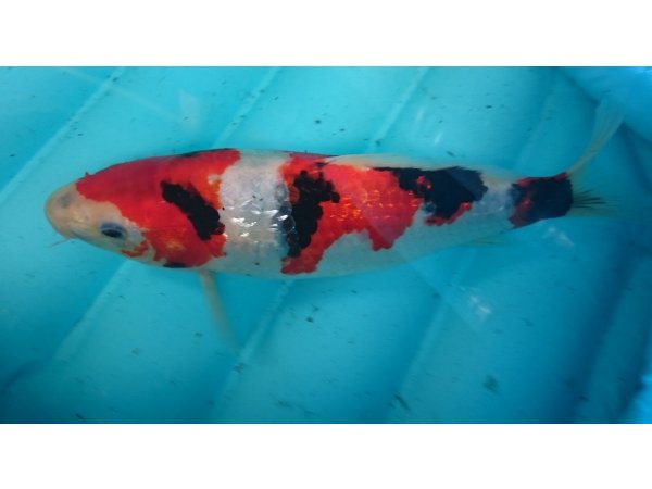 foto nr. 4 van deze Koi Ginrin Showa , 