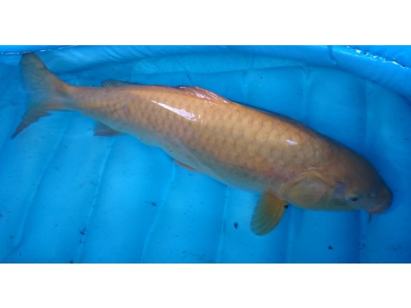 foto nr. 3 van deze Koi Kigoi , 