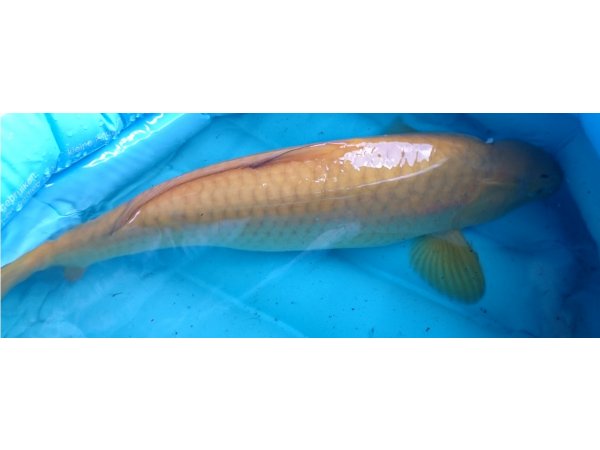 foto nr. 4 van deze Koi Kigoi , 