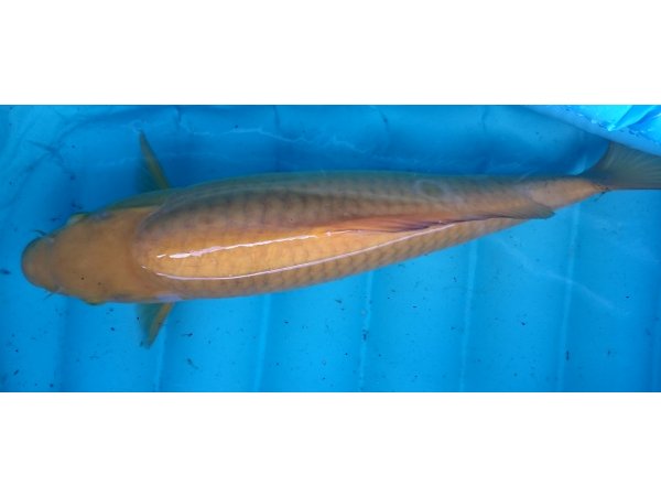 foto nr. 1 van deze Koi Kigoi , 