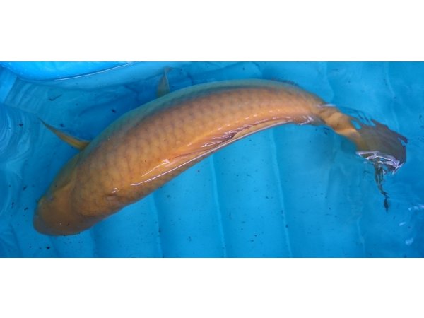 foto nr. 2 van deze Koi Kigoi , 