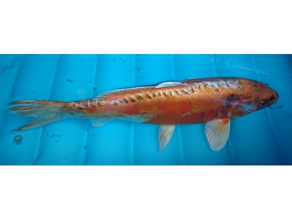 foto nr. 2 van deze Koi Doitsu Hariwake , 