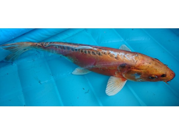 foto nr. 4 van deze Koi Doitsu Hariwake , 