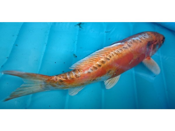 foto nr. 3 van deze Koi Doitsu Hariwake , 