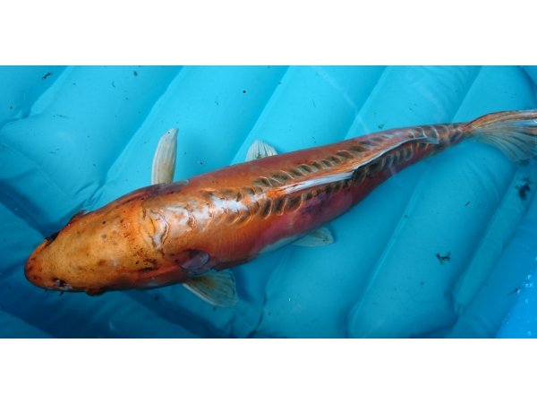 foto nr. 1 van deze Koi Doitsu Hariwake , 