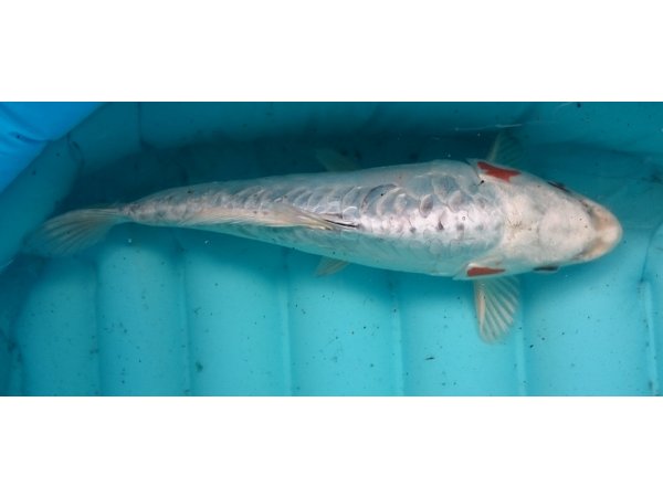 foto nr. 1 van deze Koi Doitsu Hariwake ,