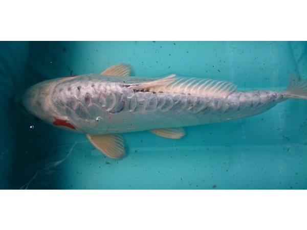 foto nr. 3 van deze Koi Doitsu Hariwake ,