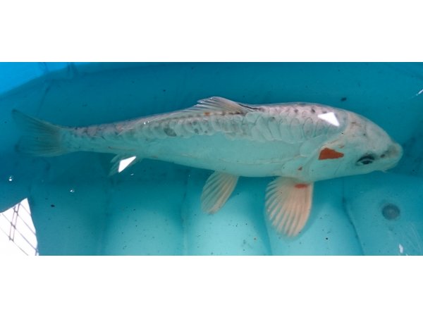 foto nr. 2 van deze Koi Doitsu Hariwake ,