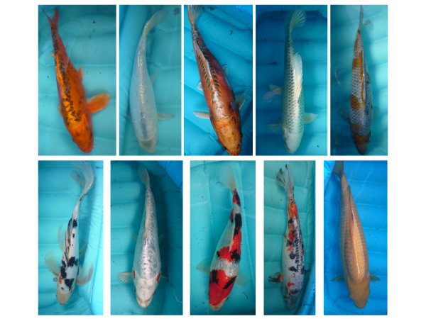 foto nr. 4 van deze Koi Ochiba Shigure , 