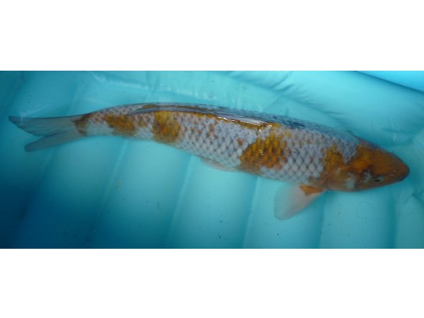 foto nr. 2 van deze Koi Ochiba Shigure , 