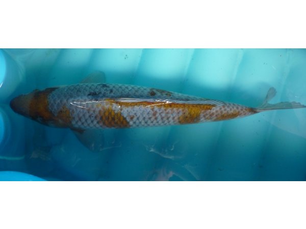 foto nr. 1 van deze Koi Ochiba Shigure , 