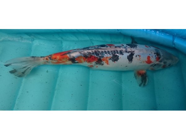 foto nr. 1 van deze Koi Overige , 