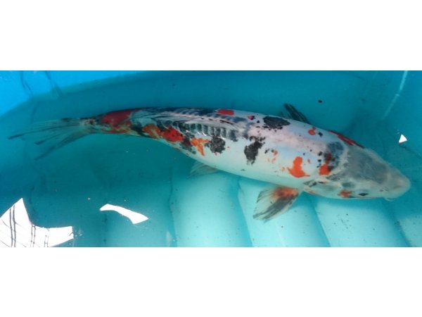 foto nr. 3 van deze Koi Overige , 