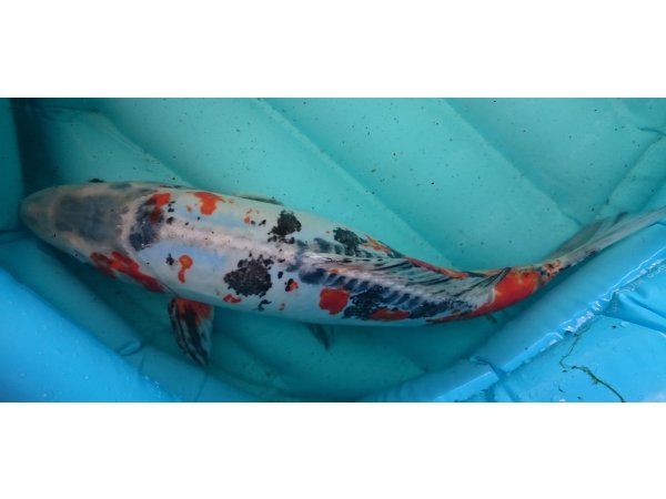 foto nr. 2 van deze Koi Overige , 