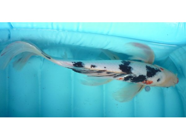 foto nr. 1 van deze Koi Showa Sanke , 